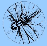 libellule