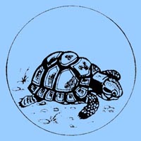 Tortue